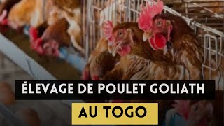 La meilleure ferme d'élevage de poule goliath au Togo