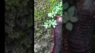 Giant Millipedes horror#millipede.