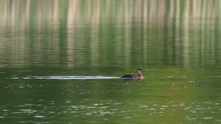 Rothalstaucher mit Ruf _ #Vogelbeobachtung