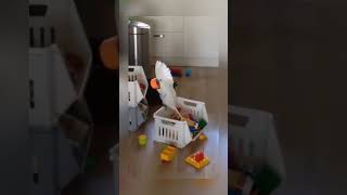 Funny cockatoo voice 😂 #birds #parrots #cockatoo #shorts