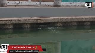 #Tampico Viernes y Juancho lo sabe 🐊Nadaba en el canal de la Cortadura #Juancho #Cocodrilo