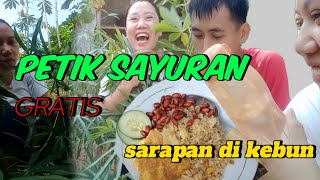 PETIK SAYURAN ☑️SARAPAN DI KEBON ‼️ NASI GORENG RASA CINTA