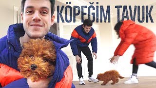 YENİ KÖPEĞİM TAVUK!