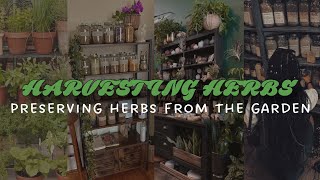 PRESERVING HERBS FROM GARDEN🌱 | Sustainable Living on an urban homestead | #homesteading #gardening