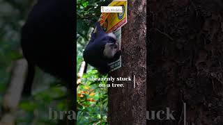 Lion-tailed #macaque #protests #billboard stuck on tree #shorts #nature #wildlife #travel #explore