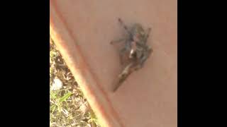 Huge Jumping Spider Eating Grasshopper