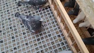 pigeons looking rough during the moult