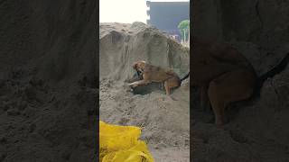 आप भी इनको प्यार करते हो ❤️#youtubeshorts #dogvideos #doglover