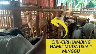 CIRI CIRI KAMBING HAMIL MUDA 1 BULAN || Ternak Kambing