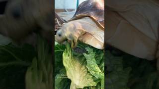 Sulcata tortoise loving her romaine lettuce #food #pets | TORTY