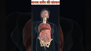 Anatomy 3D Animation video #shorts