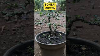 #bonsaibonsai #bonsaimania #bonsai #bonsaimamestyle #bonsaiindonesia #bonsaivietnam #tanamanhias