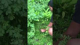 Wild snake save #shortvideo