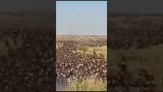 The Greatest Migration | Wildbeast Migration l Masai Mara | Kenya @sophiathekenyantravelvlogg1494