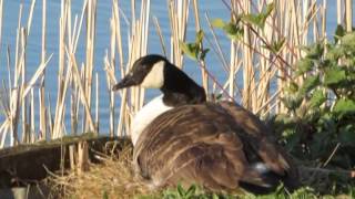 Warblers and nesting