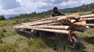 motor roda 3 jumping muat kayu pagar kandang sapi overload