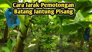 Cara Jarak Pemotongan Batang Jantung Pisang