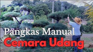 Pangkas Manual Cemara Udang