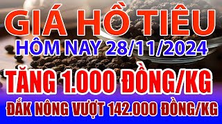 Giá tiêu hôm nay 28/11: tăng 1.000 đồng/kg, Đắk Nông vượt 142.000 đồng/kg