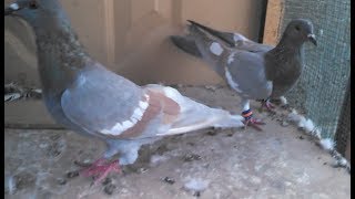 Quality Pigeons for Our Breeding Cage..