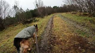 German shepherd on walk. Eros på tur. 07.11.2024. still you tubes most boring video part 1