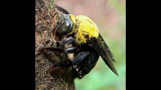 Carpenter Bee burrowing..Read description to know more #macro #bee