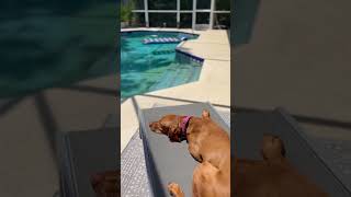 Florida vizsla hard life  #vizsla #hungarianvizsla #dogs #doglife #dogshorts