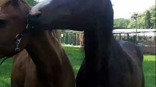 Stallion trying to get head collar of his mare.