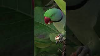 Alexandrine Parakeet feasting on Indian Almond Tree 🦜 #shorts