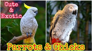 Exotic Parrots Price In Pakistan | Cute Parrots 2022 | Khan Birds Collection