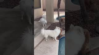 Fluffy American Eskimo Dogs