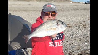 Surfcasting, Dorada la primera de la temporada 2023