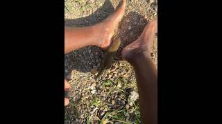 Jamaica pet mongoose part 3 #jamaica #mongoose #pets