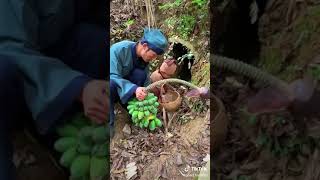 Harvest Banana