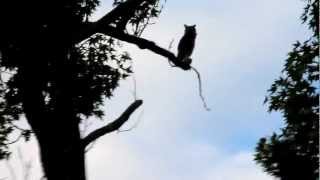 Owl vs Crows