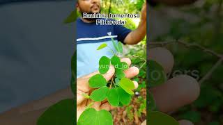 पीले फूल वाला कांचनार।Bauhinia tomentosa.#ayurvedic #bams #medicinalplants #ayurveda #shorts #bams