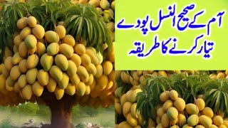 آم کی نرسری ہم جلدی کیسے تیار کر سکتے ہیں ؟punjab Agriculture, kissan, Pakistan