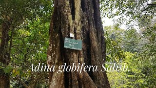 Adina globifera Salisbury