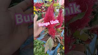 Bunga Unik Dan Cantik #bunga #tanamanhias #tanaman #tanamanunik