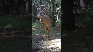 Cuantos años le calculas?  @MoultrieMobile  @moultrieproducts  #caceria #cazadores #moultrie