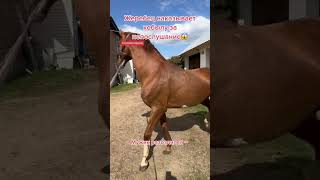 Жеребец наказывает кобылу за непослушание#horse #horses #лошади #youtubeshorts #youtube #horselover