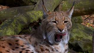 Luchs