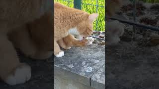 Cat is cleaning paws.