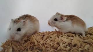 Meet Roborovski Hamster - Tiny, Fast and Adorable