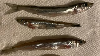 How to brine smelts for bait