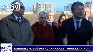 KARAKILÇIK BUĞDAYI ÇANAKKALE'DE TOPRAKLA BULUŞTU