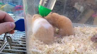 Hamster