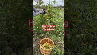 Harvesting all tomatoes #music #jisoflower #garden