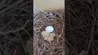 Baby bird birth #shorts