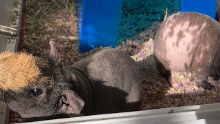 Hairless guinea Pigs daily activity - LIVE NOW